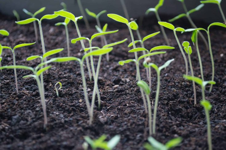 Close-up of young green seedlings sprouting from dark, nutrient-rich soil. The delicate stems and leaves are reaching up towards the light, showcasing early stages of plant growth in a garden or indoor planting setup.