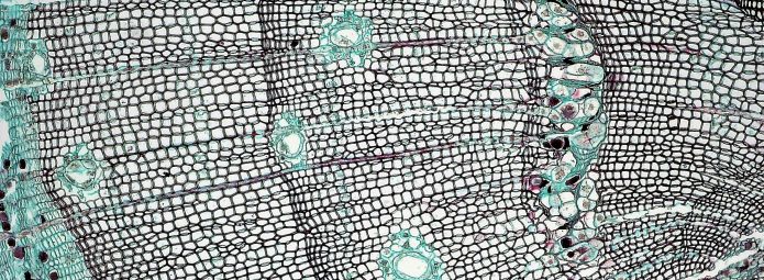 Microscopic image of leaf cells