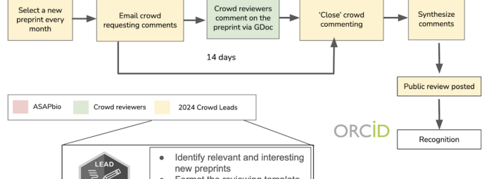 Flowchart illustrating the process of organizing crowd reviews for a preprint. It includes steps from selecting a preprint, emailing reviewers, gathering comments, and posting a reviewed version, all within a 14-day timeline, leading to public posting.