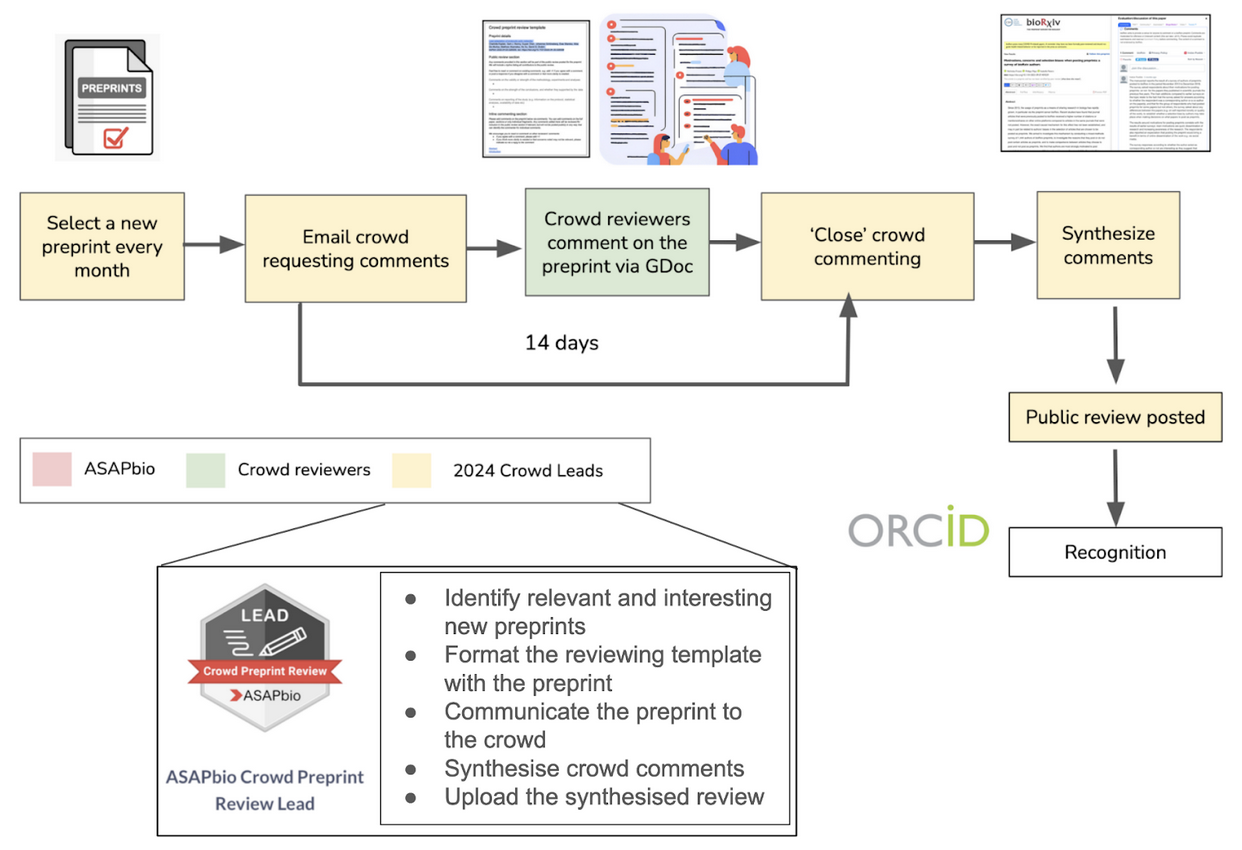 Flowchart illustrating the process of organizing crowd reviews for a preprint. It includes steps from selecting a preprint, emailing reviewers, gathering comments, and posting a reviewed version, all within a 14-day timeline, leading to public posting.